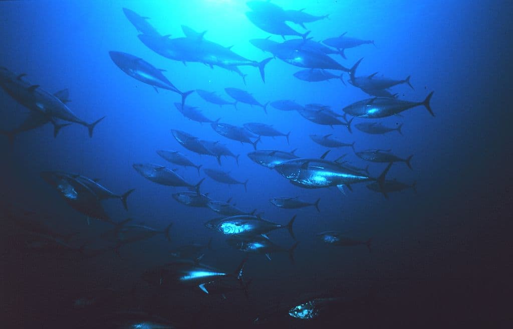 How fisheries bring carbon dioxide back to the atmosphere