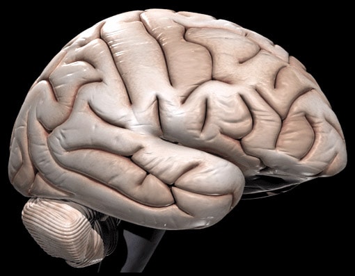 How to print a brain - the initial steps