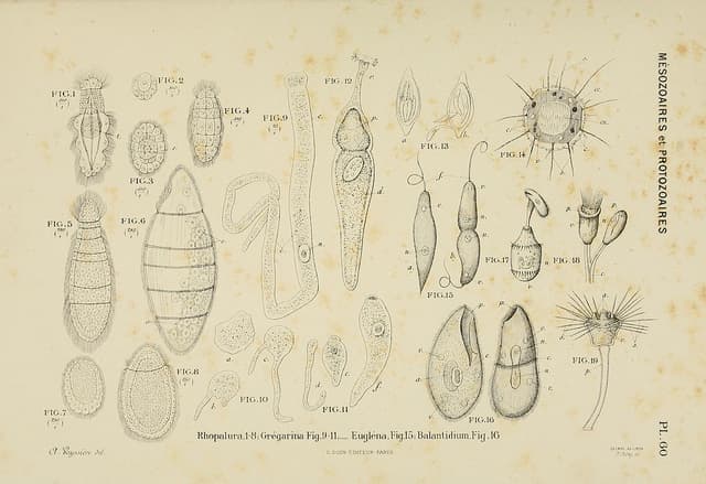 Human gut parasite has a sinister use for its stolen genes