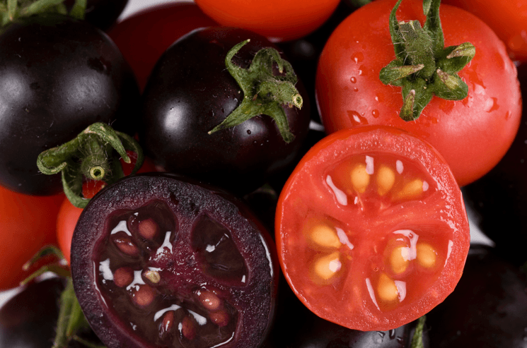 Improving the dietary value of tomatoes with purple plant pigments
