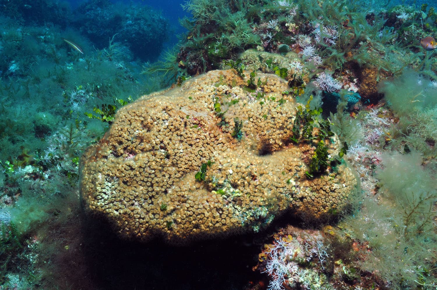 Life after death? Fossil survival strategy rediscovered in living corals