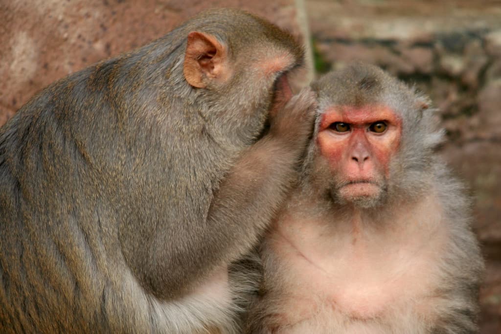 Lower calorie intake allows monkeys to live long and prosper