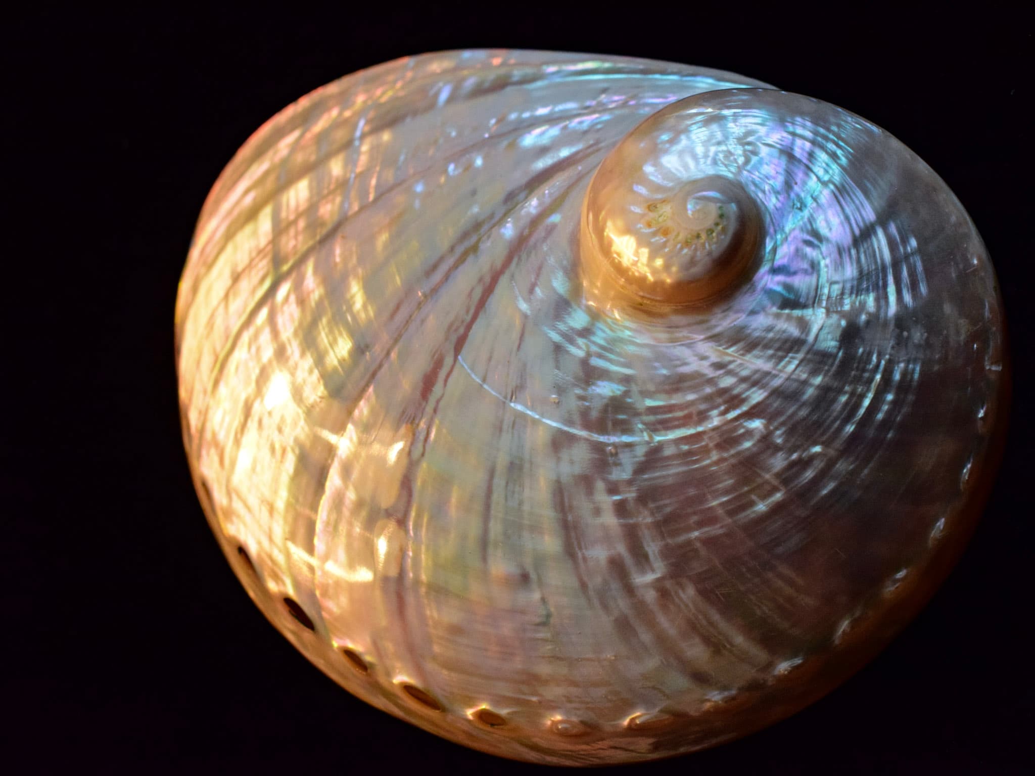 Non-cuttable material inspired by seashells
