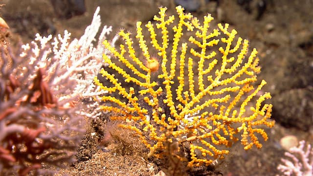 Ocean acidification and its effects on coral reef growth