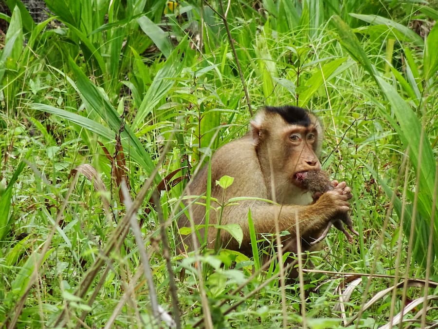 Of pig-tails and palm oil: How rat-eating macaques increase oil palm sustainability