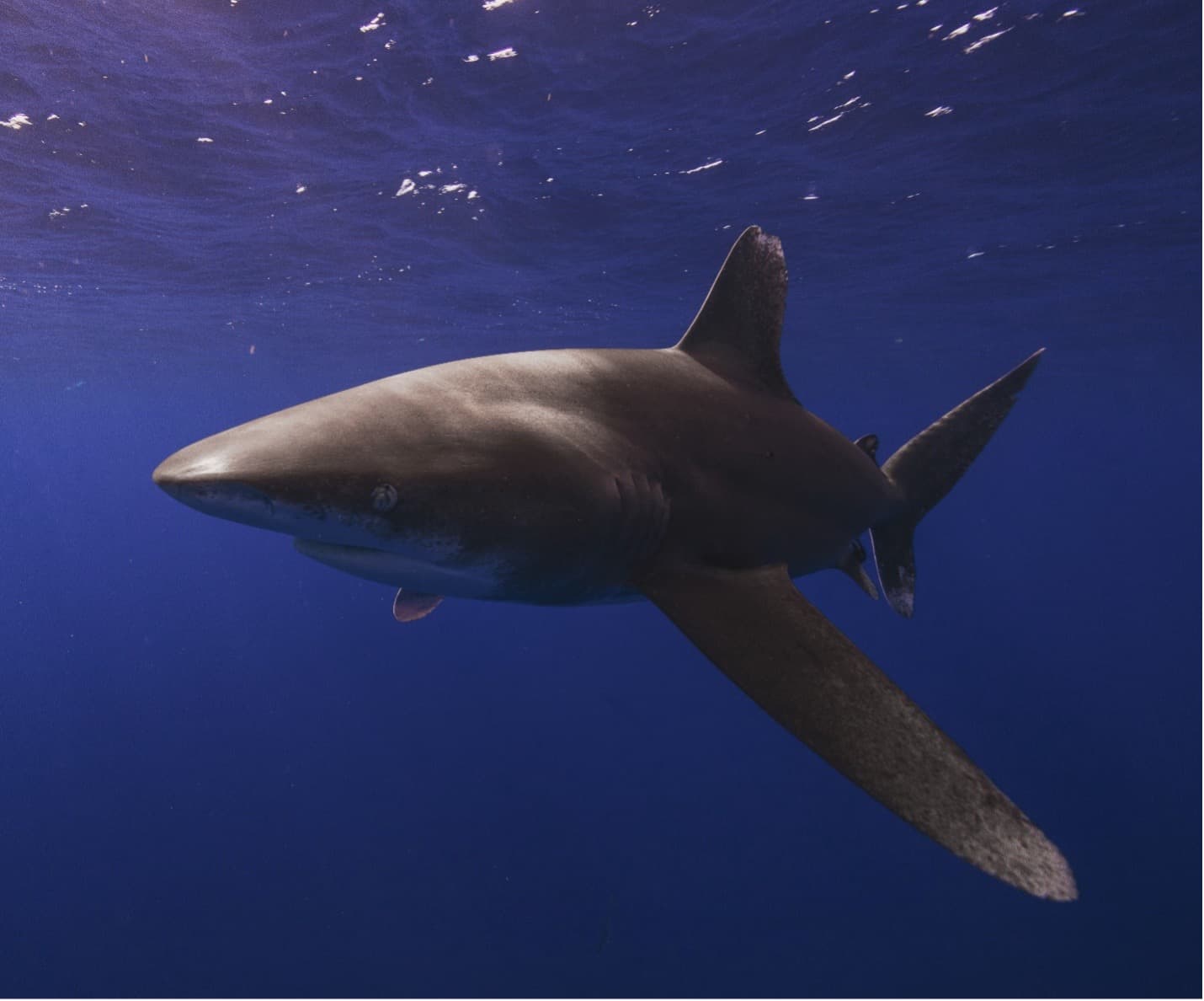 Overfishing endangers oceanic sharks and rays
