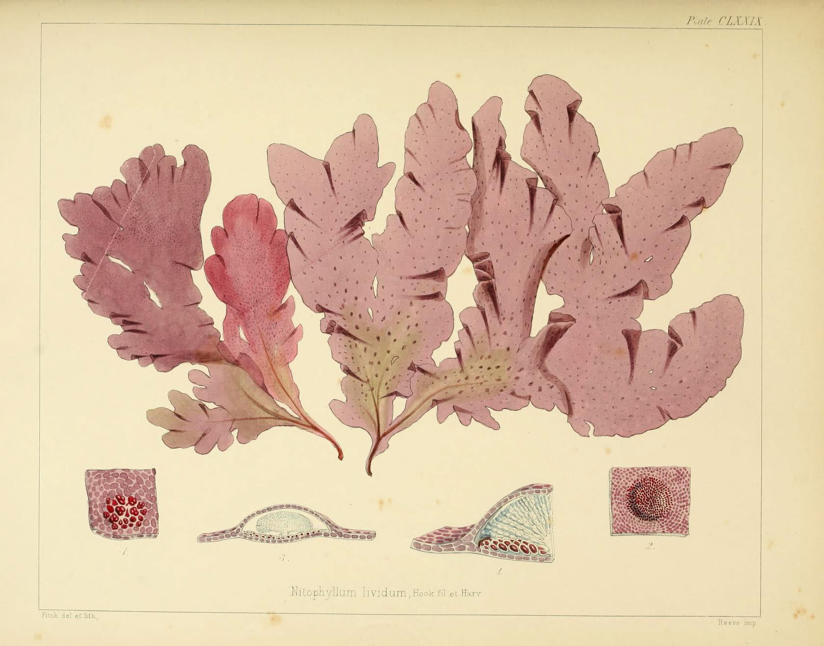 Plants have deep roots in time