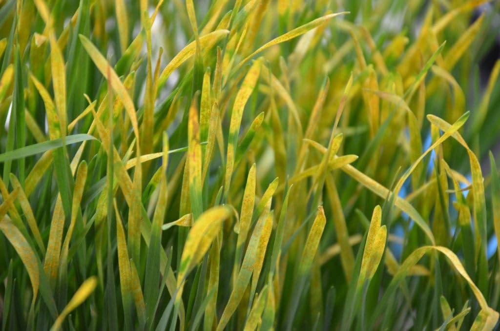 Reinventing a bacterial biopesticide: an old microbe with a fresh new look