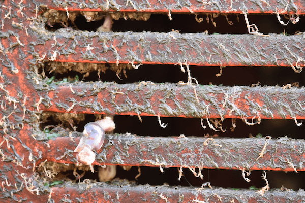 Ships with hitchhiking critters connect Antarctica to the rest of the world