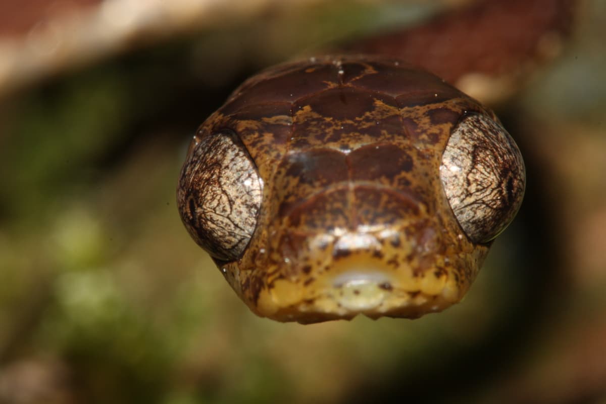 Snakes in Decline: Not as Good as You May Think