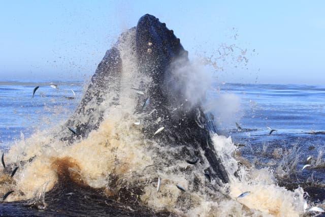 Sneaking Giants: how humpback whales avoid scattering their fish prey