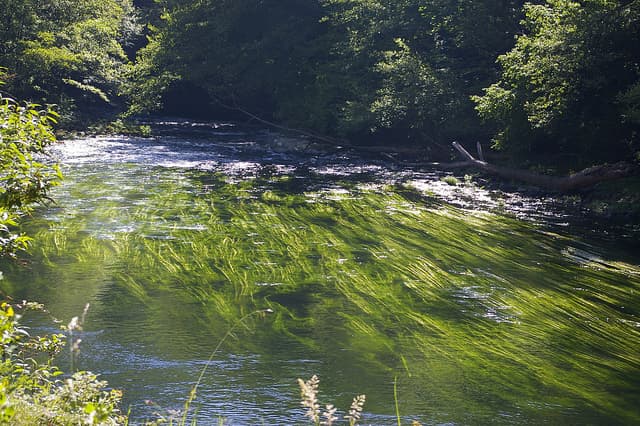 Symbiogenesis: how algae and bacteria shaped new genes together