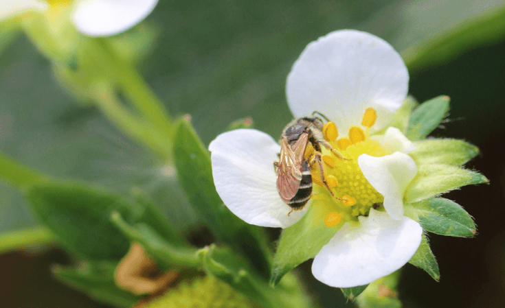 The berries and the bees: wild bees do it better