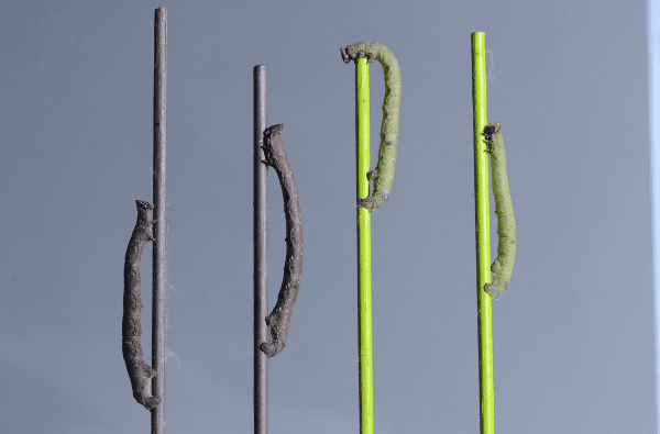 The caterpillars who see through their skin to better blend in