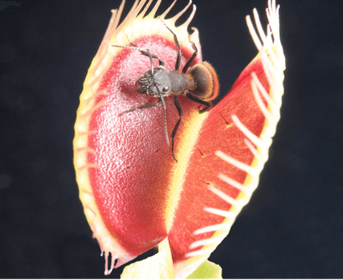 The flesh-eating Venus flytrap plant generates its own magnetic fields