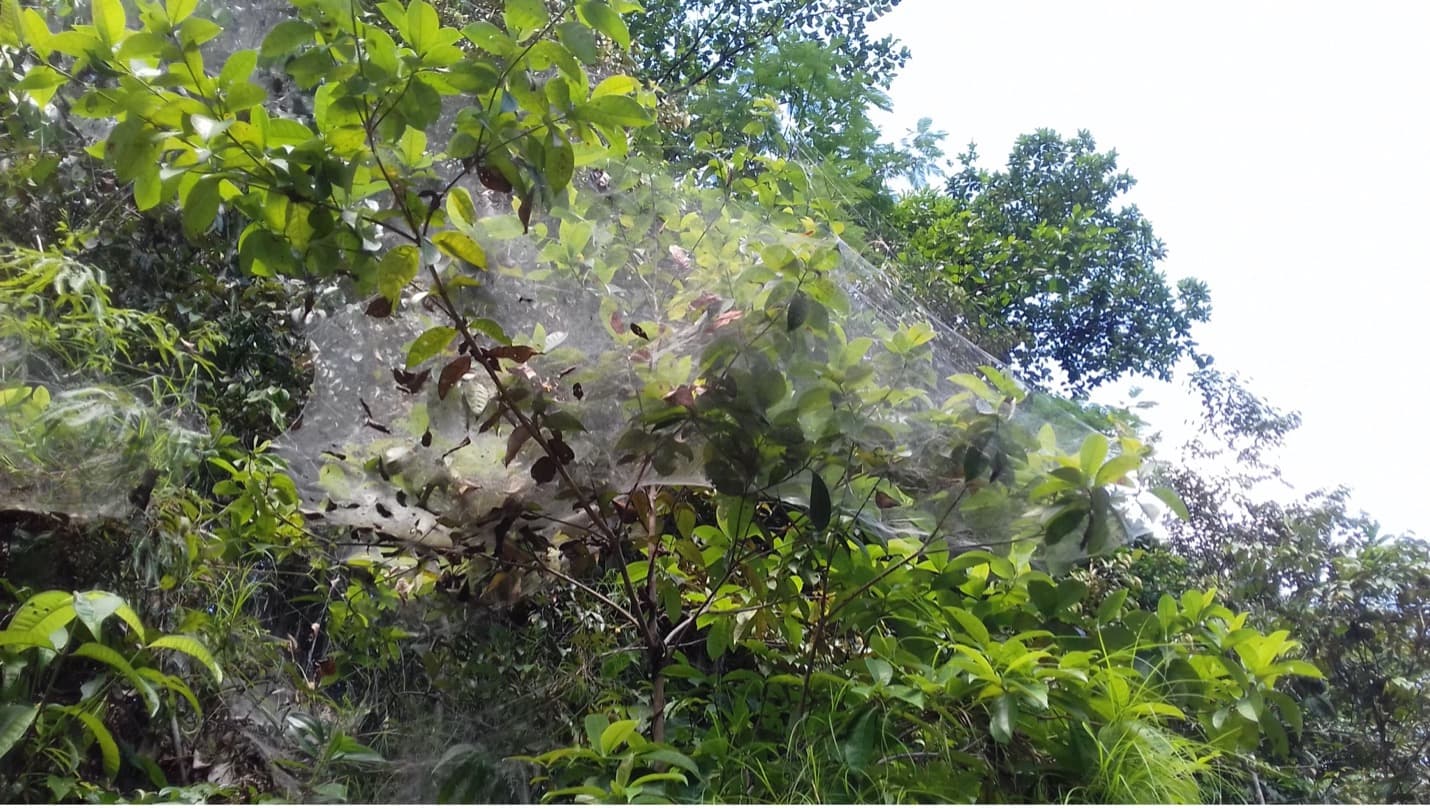 The mechanisms behind synchronized hunts in spiders