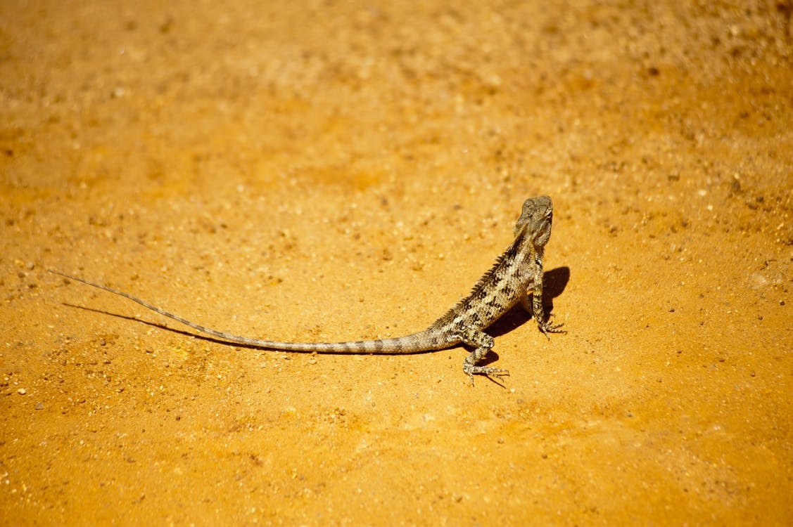 The Mystery of the Lizard Tail