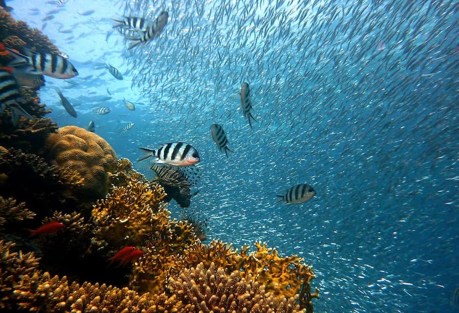 Warmer oceans will harbor lower animal abundance