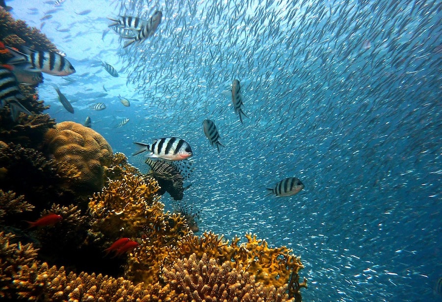 Warmer oceans will harbor lower animal abundance