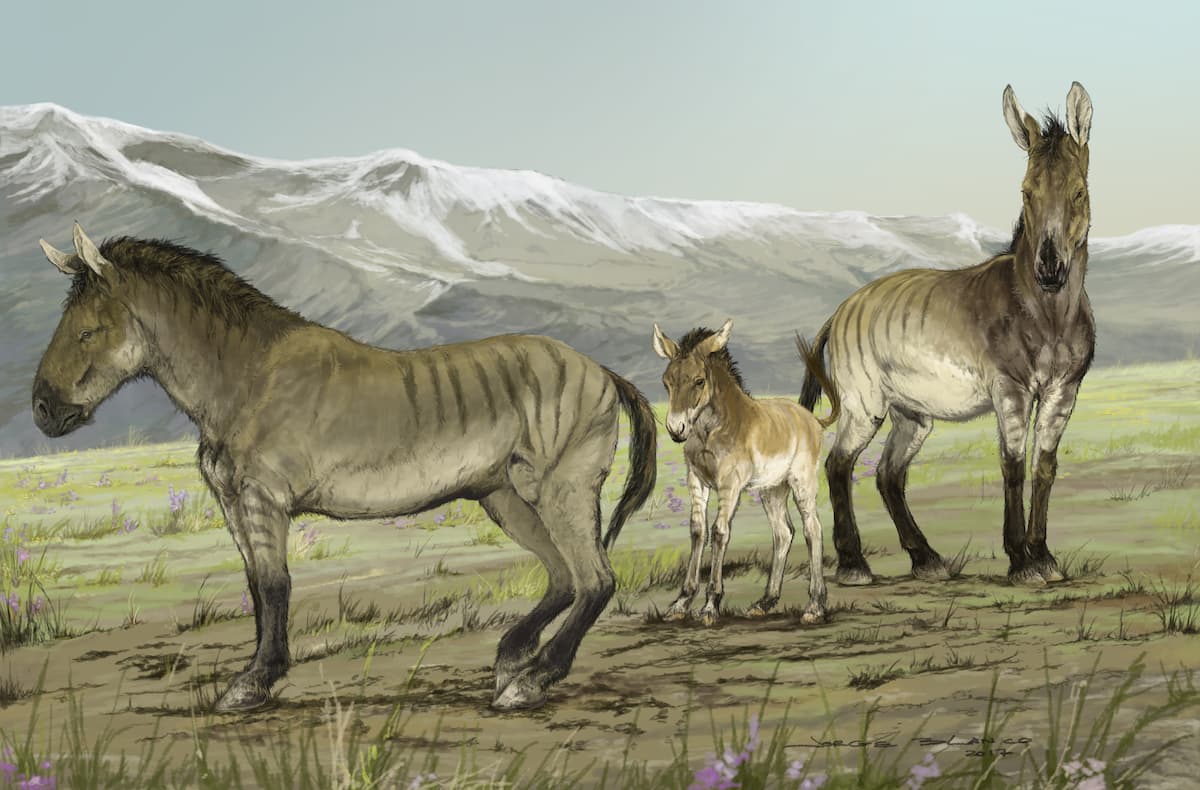What were the ice age ‘stilt-legged’ horses of North America?