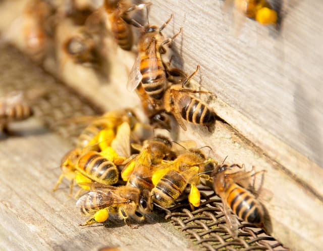 When and where neonicotinoids are bad for bees