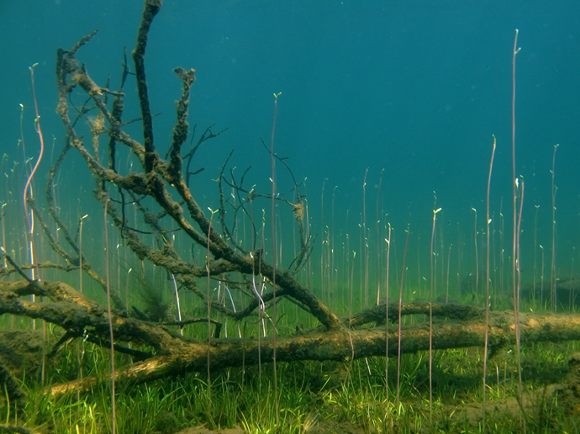 Photo of submerged vegetation in a Norwegian lobelia lake.