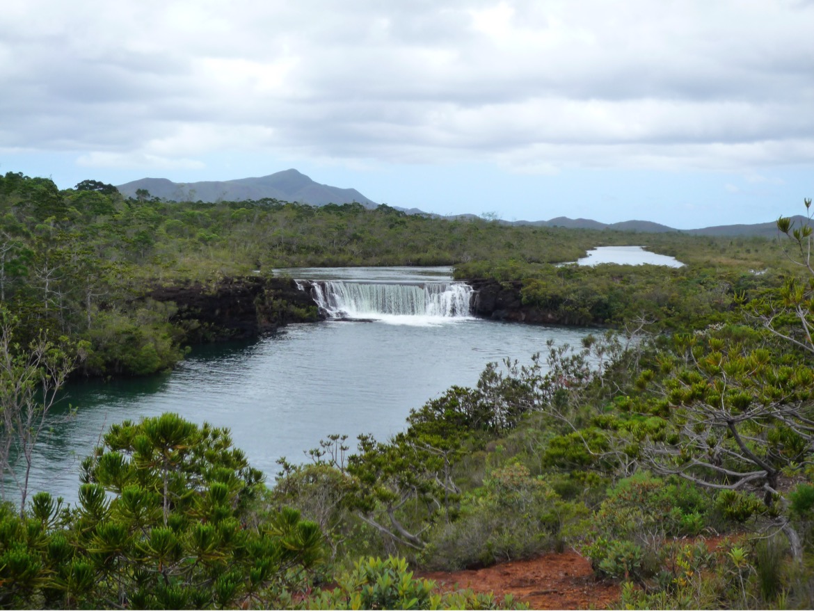 Picture of the Madeleine waterfall in New Caledonia, a protected site where seven endemic conifer species are in the middle of mostly flowering plants.