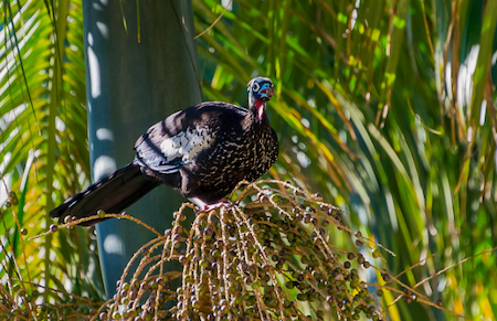 Humans are affecting the evolution of animals and plants - TheScienceBreaker Humans are affecting the evolution of animals and plants - TheScienceBreaker