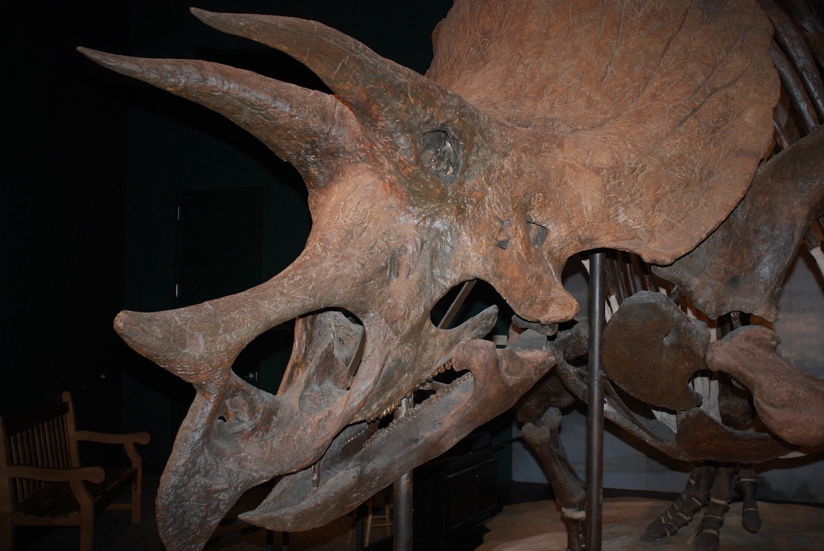 Triceratops, as Centrosaurus, displayed visible external horns.