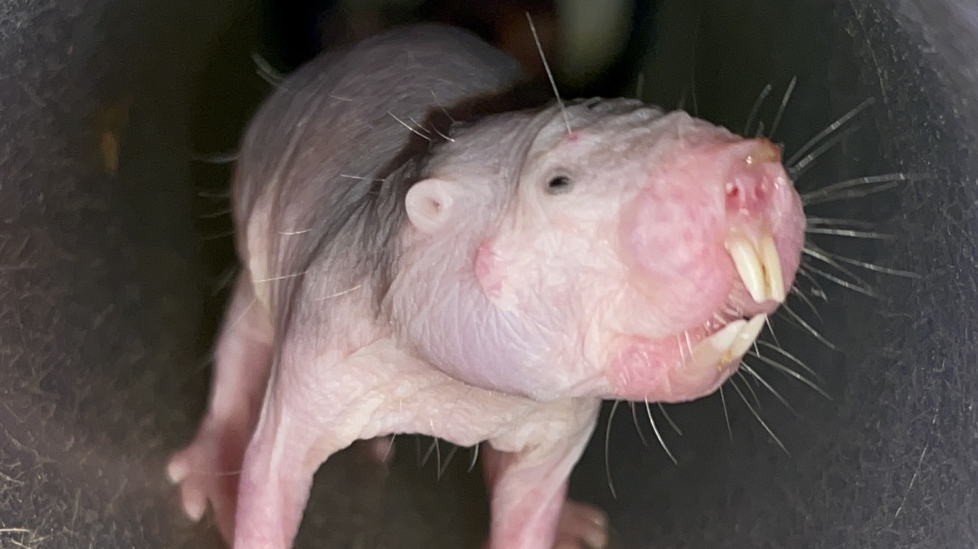 Notes from underground: naked mole-rats and vocal dialects -  TheScienceBreaker