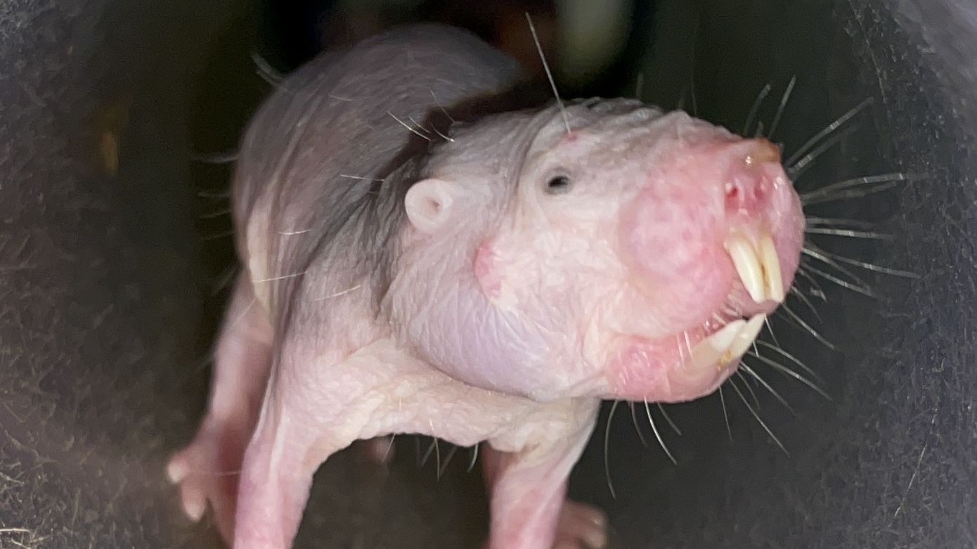 Notes from underground: naked mole-rats and vocal dialects - TheScienceBreaker Notes from underground: naked mole-rats and vocal dialects - TheScienceBreaker