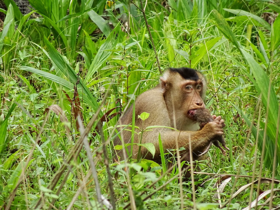 Male pig-tailed macaques munching on a rat.