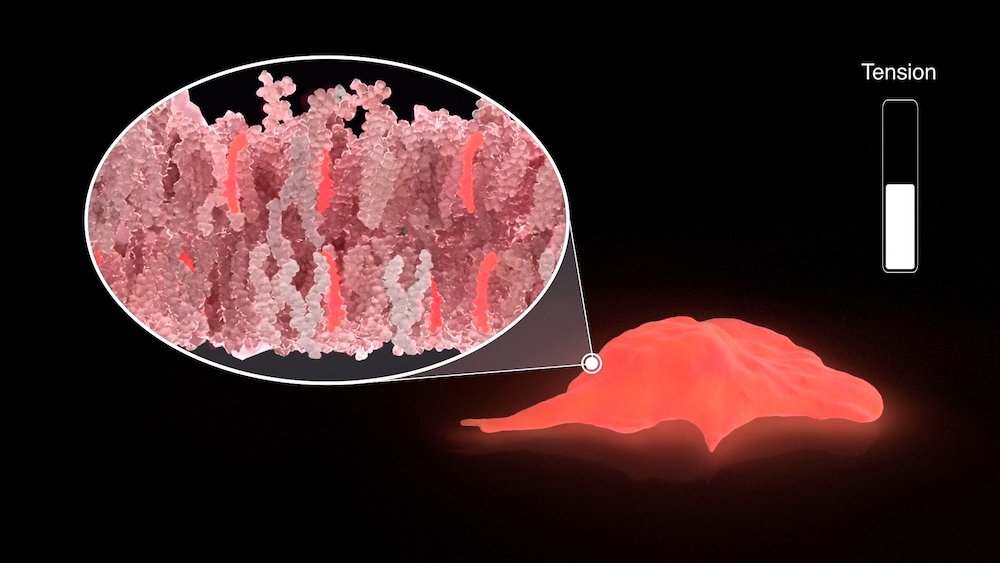 3D representation of Flipper-TR (brighter molecules) inside the external membrane of a cell.