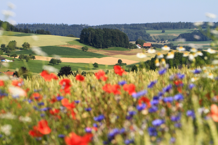 Extensive landscape where crops alternate with hedges, flowering strips, and other seminatural habitats.